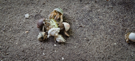Five crabs eating の写真素材