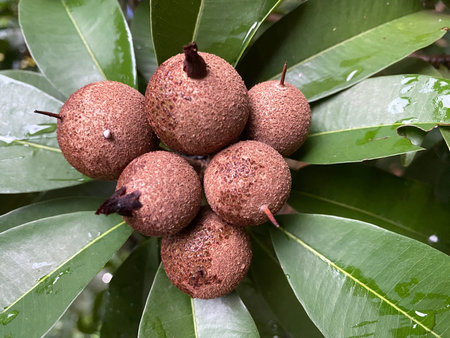 Manilkara zapota or Sapodilla fruit after rain, sapodilla plum in the garden