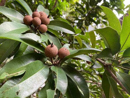 The Sapodilla bear much fruit in the garden near the house