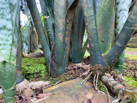 Creative nature background roots Sansevieria zeylanica growing on mossy rocksの写真素材