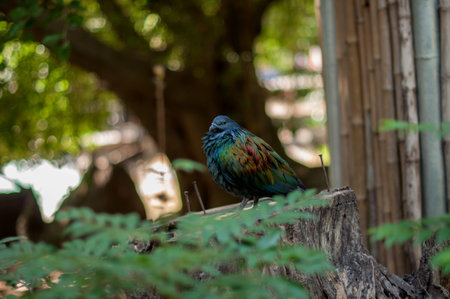 sleeping bird