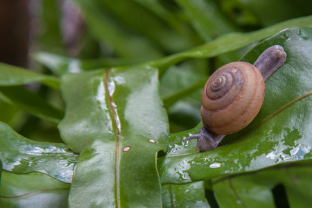 Snail on green leafの写真素材