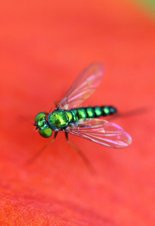 Macro of a pretty, detailed, green fly on an orange leaf