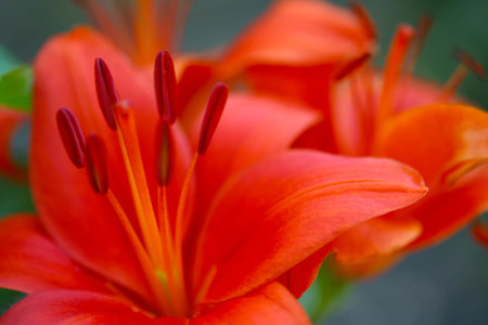 Beautiful Macro of a orange flower in full bloomの写真素材