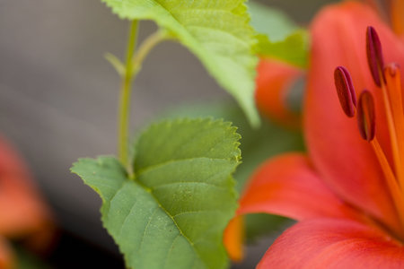 Beautiful Macro of a orange flower in full bloomの写真素材