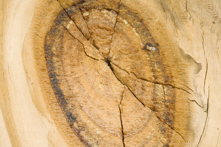 A section from a wooden fence very good for background and great texture