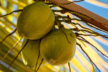Three green coconuts hanging on the branch of a palm tree.の写真素材