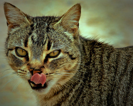 Ca then what look     の写真素材