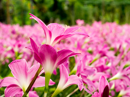 A group of pink flowerの写真素材