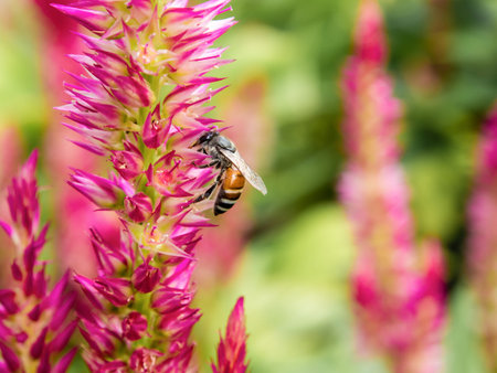 Honey bee collecting honey on pink flowerの写真素材