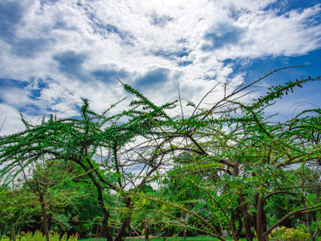 Blue sky over trees