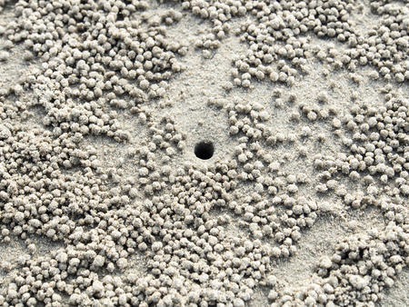 Hole of Horn-eyed ghost crab on beachの写真素材