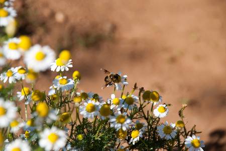 Bee and little camomile flowerの写真素材