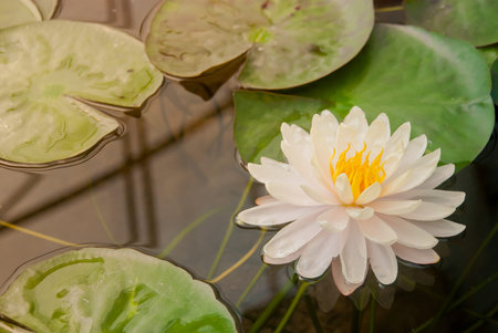 Beautiful blooming white lotus under morning light の写真素材