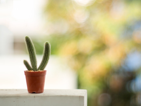 cactus in brown pot on blurred background with copy space, soft focusの写真素材