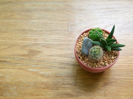 cactus and succulent  plant in a little brown pot put on wooden surface table with natural lightの写真素材