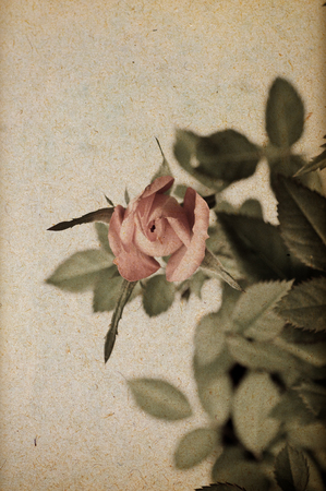 Rose on paperの写真素材