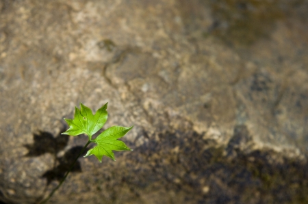 single leaf on the groundの写真素材