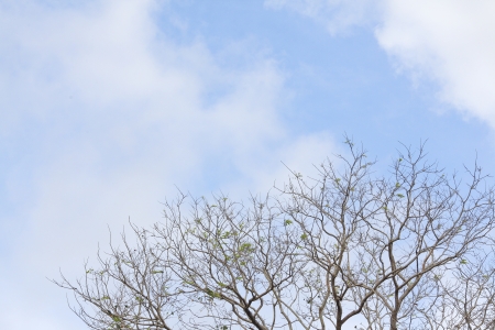 old branch and light blue skyの写真素材