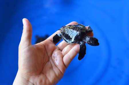 Hand holding newly hatched baby turtle