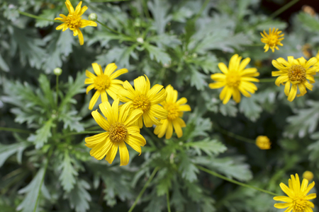 close up of yellow flowers in full bloom.の写真素材