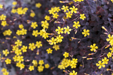 close up of yellow flowers in full bloom.の写真素材
