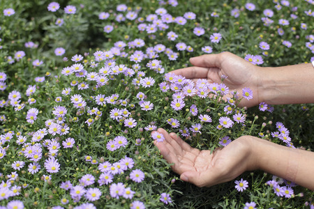 close up of  a hand picking purple flowers in full bloom.の写真素材