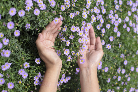 close up of  a hand picking purpleflowers in full bloomの写真素材