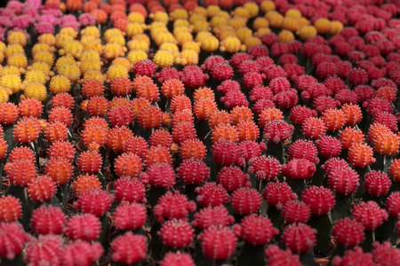 close up beautiful and colourful cactus.の写真素材