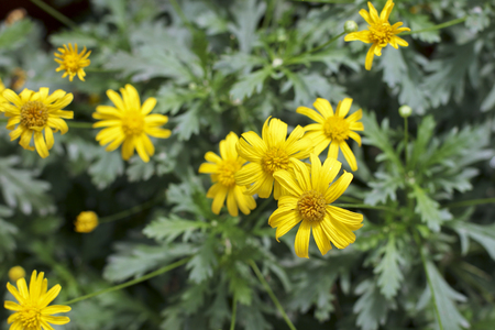 close up of yellow flowers in full bloom.の写真素材