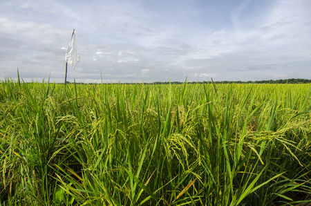 Green paddy field landscape in Malaysia.の写真素材
