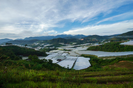 Beautiful landscape, grape valley in mild sunset light, growing vineyard, bright sun rays on the field, beauty of morning nature, wine industry.の写真素材