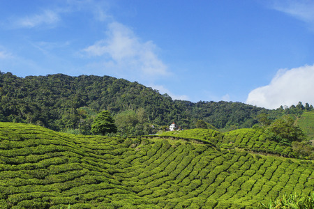Fresh green tea plantation view near the mountain with beautiful blue sky at Cameron Highlands, Malaysia. Nature compositionの写真素材