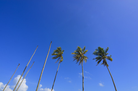 Coconut or palm tree with clouds and blue sky and copyspace areaの写真素材