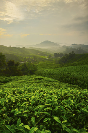 Viewpoint on the top of cameron highland, tea valley and sunrise in Malaysia.の写真素材