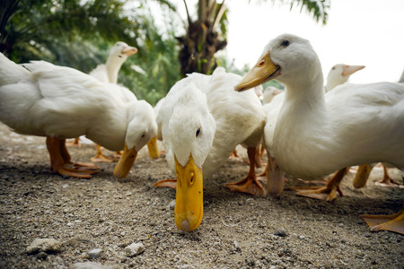 A group of white duck looking for a foodの写真素材
