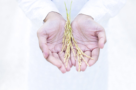 Close up of women hand with paddy on white backgroundの写真素材