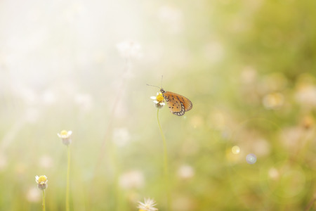 Closeup butterfly on flower (Common tiger butterfly), Dramatic Light flare effect, shallow DOF, Selective Focusの写真素材