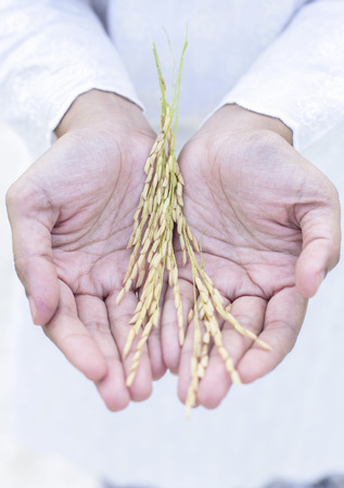 Close up of women hand with paddy on white backgroundの写真素材