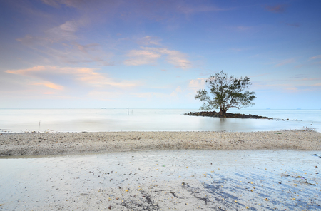 Lonely tree in the middle of sea during sunsetの写真素材