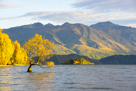 A beautiful scenery of wanaka tree, New Zealand in cloudy in autumnの写真素材