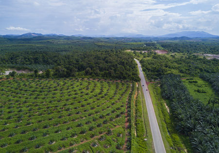 Arial view of oil palm plantation on east Asia.の写真素材