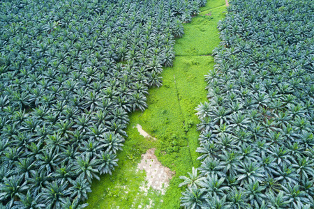 Arial view of oil palm plantation on east Asia.の写真素材
