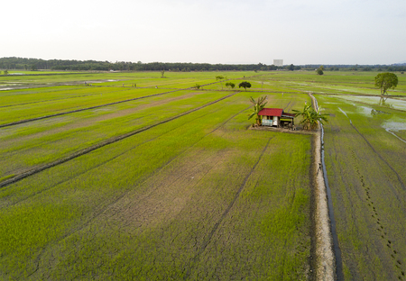 Arial view of paddy field during sunsetの写真素材