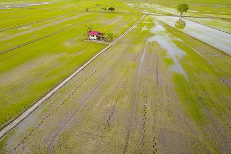Arial view of paddy field during sunsetの写真素材