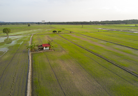 Arial view of paddy field during sunsetの写真素材