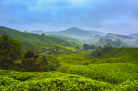 Beautiful sunrise view at Tea Plantation, Cameron Highlandの写真素材
