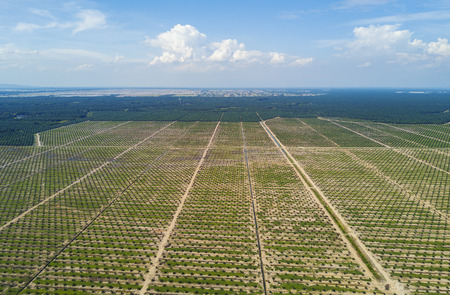Arial view of palm plantation with dramatic blue sky at backgroundの写真素材