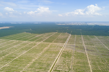 Aerial view of palm plantation with dramatic blue sky at backgroundの写真素材