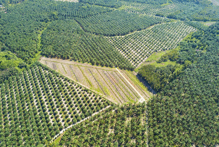 Aerial view of palm plantation with dramatic blue sky at backgroundの写真素材